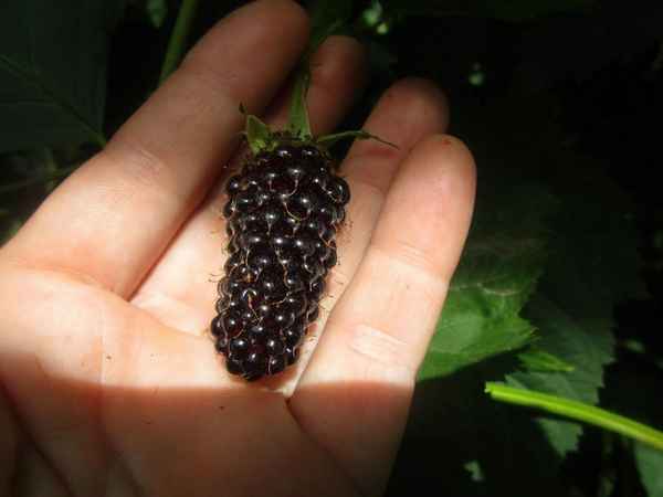 Хаpaктеристика и особенности выращивания ежевики Коламбия Стар