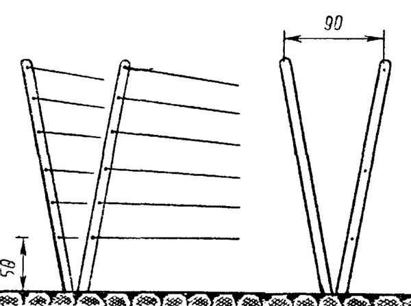Самостоятельное изготовление шпалеры (подпорки) для ежевики: пошаговая инструкция
