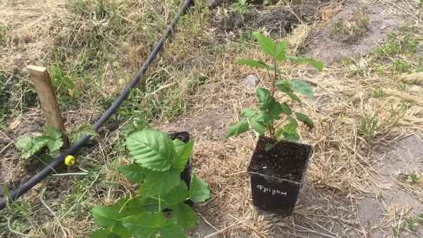 Как лучше пересадить весной ежевику: взрослое растение, молодое, с листьями