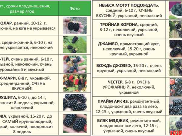 Лучшие способы подкормки ежевики для обильного плодоношения