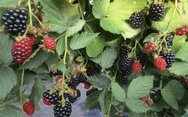 Особенности выращивания ежевики сорта Дойл