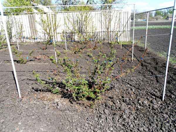 Правила весенней посадки ежевики в открытый грунт