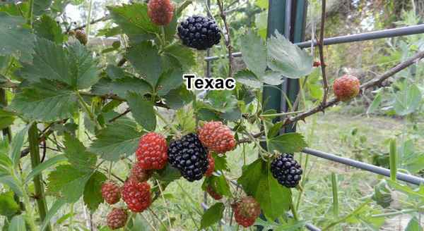 Стелющиеся сорта ежевики садовой: хаpaктеристика и выращивание