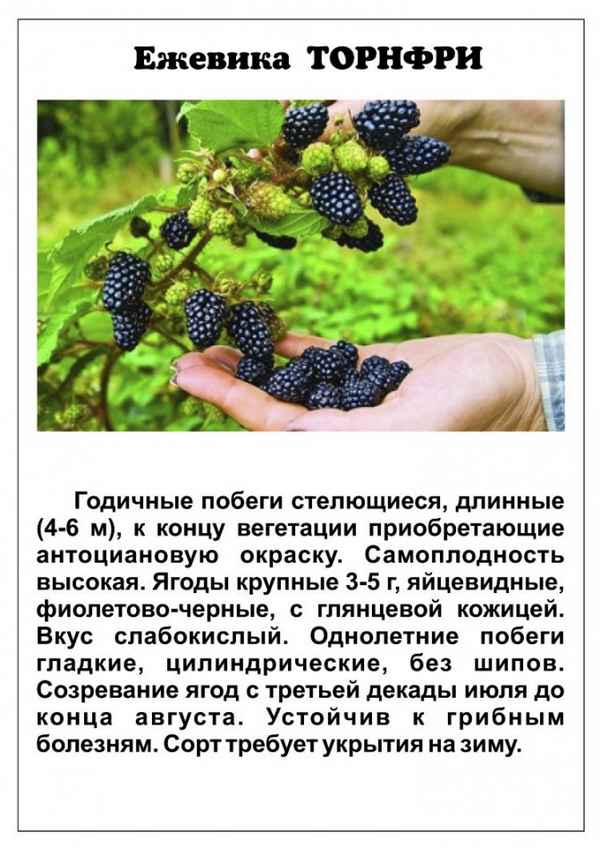 Ежевика Торнфри: хаpaктеристики сорта, особенности выращивания