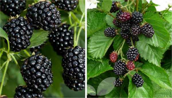 Ежевика сорта Хелен — внешний вид, особенности