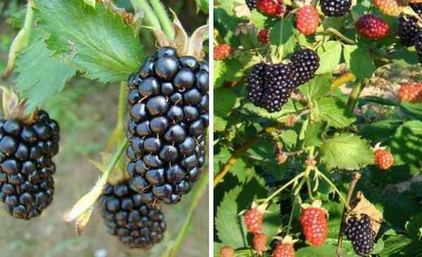 Особенности выращивания ежевики сорта Бжезина (Brzezina)