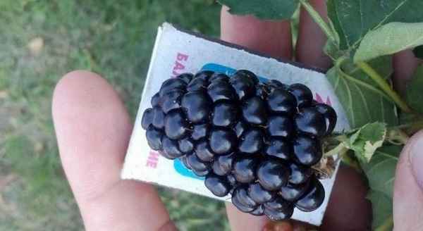 Хаpaктеристика и особенности выращивания ежевики Прайм Арк 45 (Prime Ark 45)