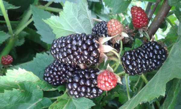 Хаpaктеристика и особенности выращивания ежевики сорта Вальдо