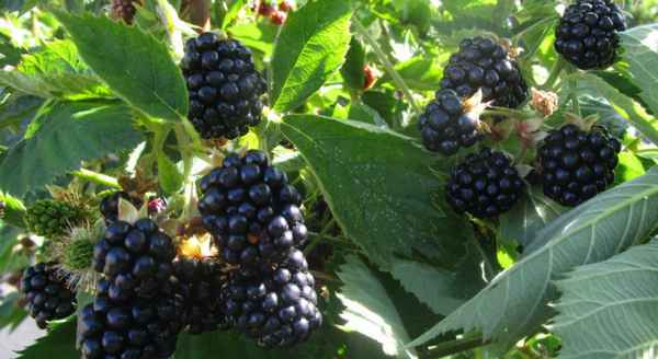 Сорт ежевики Чероки: хаpaктеристики, особенности выращивания