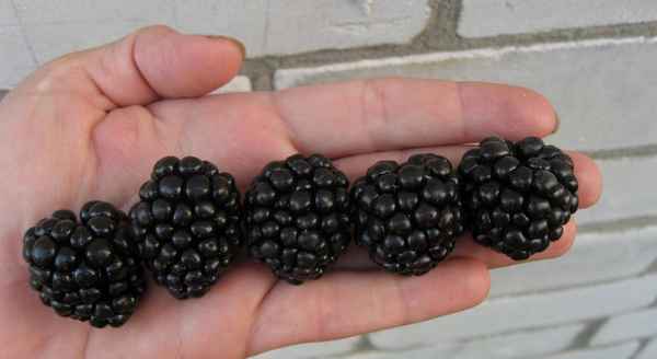 Описание и особенности выращивания ежевики сорта Вождь Джозеф