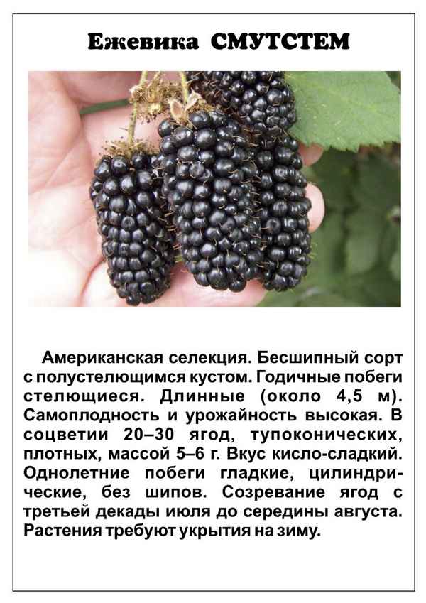 Ежевика Смутстем: описание сорта и особенности выращивания