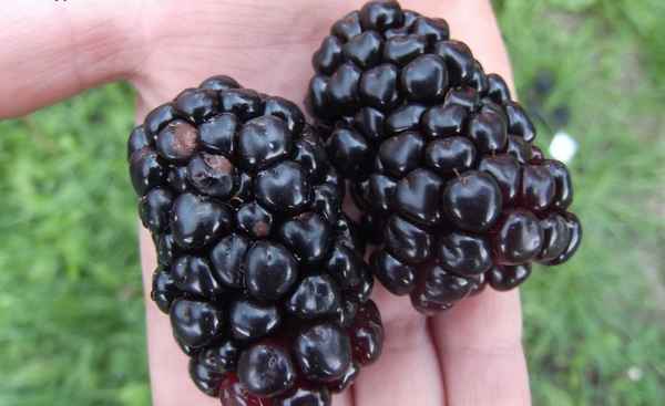 Особенности выращивания ежевики сорта Киова (Кайова)