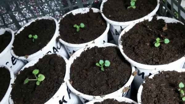 Выращивание ежевики из семян дома