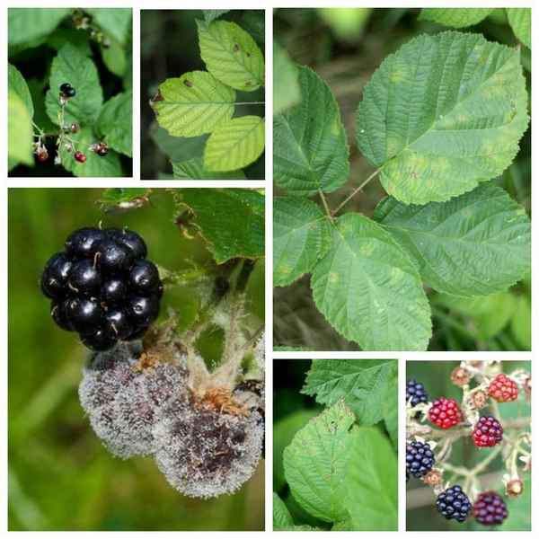 Болезни и вредители ежевики: симптомы, лечение