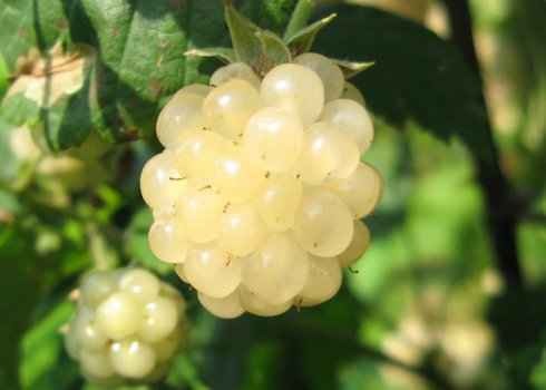 Хаpaктеристика и особенности выращивания ежевики Полар Берри (Polar Berry)