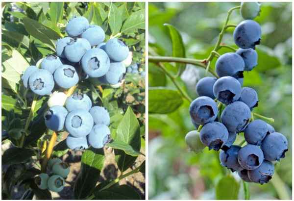 Гoлyбика Бонифаций: правила выращивания, польза и вред