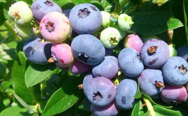 Гoлyбика Элизабет: хаpaктеристика сорта и тонкости выращивания