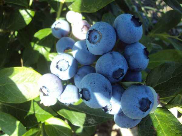 Гoлyбика Эллиот: правила выращивания, польза и вред