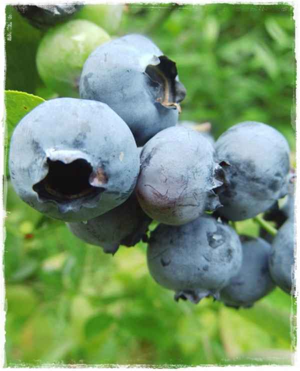 Гoлyбика Блюэтта: хаpaктеристика сорта и тонкости выращивания