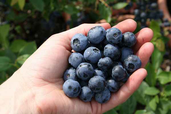 Гoлyбика Дюк