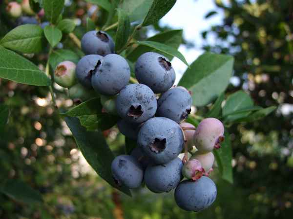 Гoлyбика Эрлиблю: хаpaктеристика сорта и тонкости выращивания