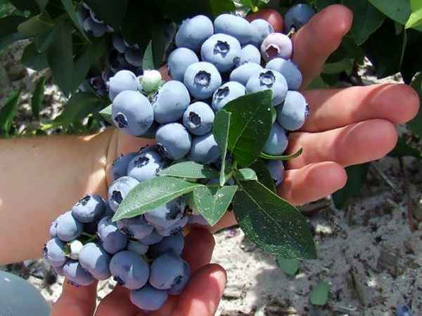 Гoлyбика Ханна Чойс: хаpaктеристика сорта и тонкости выращивания