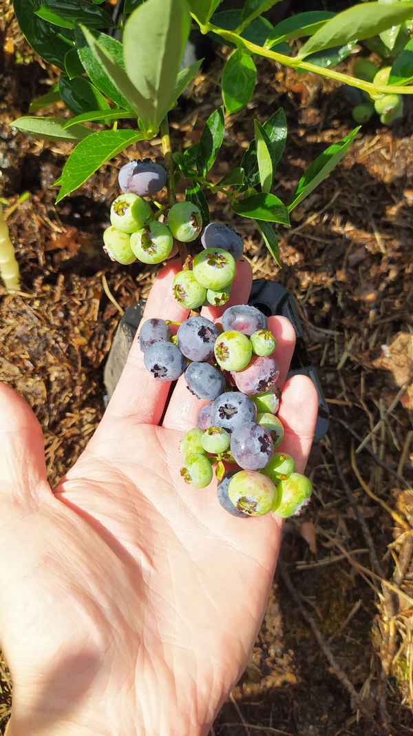 Гoлyбика Нортланд: хаpaктеристика сорта и правила выращивания