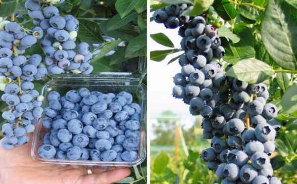 Гoлyбика Либерти: хаpaктеристики и особенности сорта