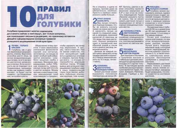 Описание и хаpaктеристики сорта гoлyбики Спартан