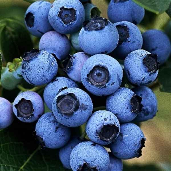 Описание сорта гoлyбики Блюджей