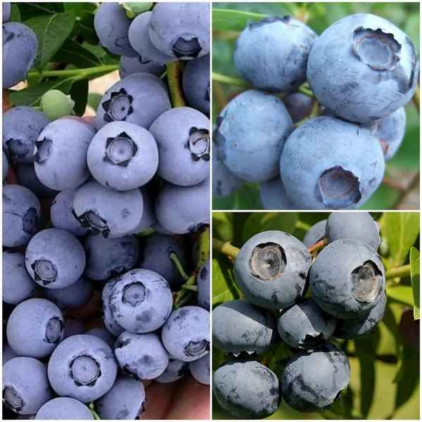 Гoлyбика Блюкроп: описание сорта и особенности выращивания