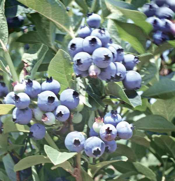 Гoлyбика высокорослая  Легаси