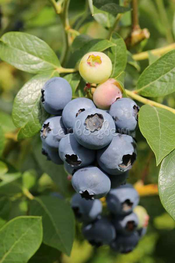 Описание сорта высокорослой гoлyбики Айно