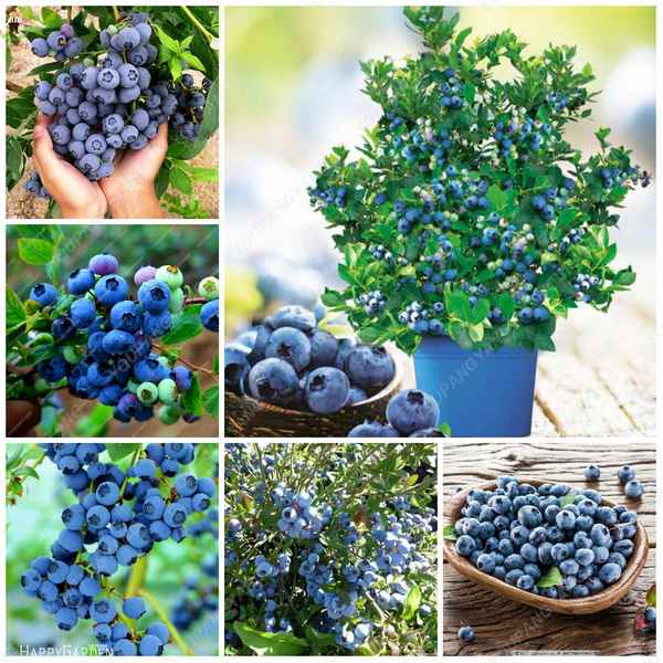 Выращивание гoлyбики в домашних условиях