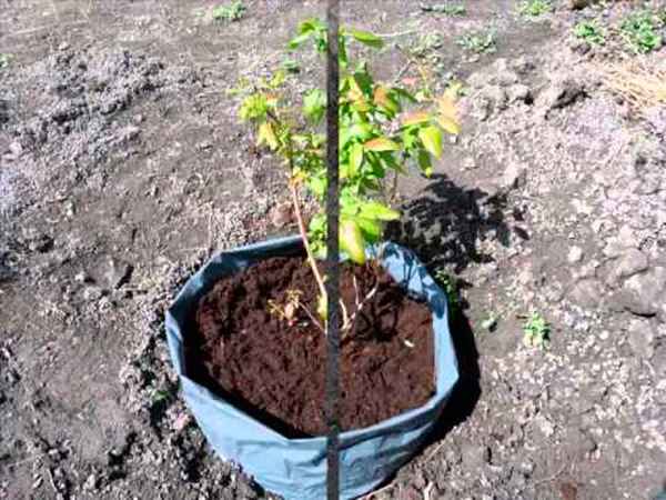 Как посадить гoлyбику весной саженцами