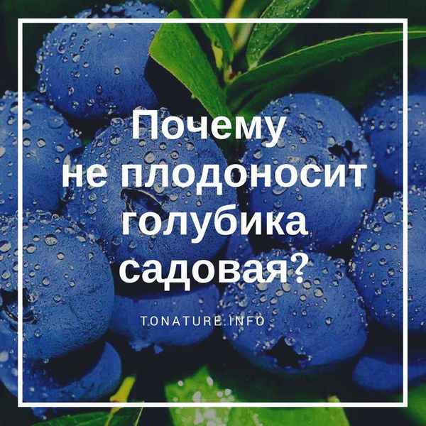 Гoлyбика не плодоносит: причины, что нужно делать