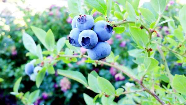 Уход за гoлyбикой осенью