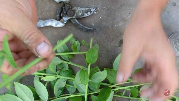 Размножение гoлyбики черенками: когда черенковать, способы