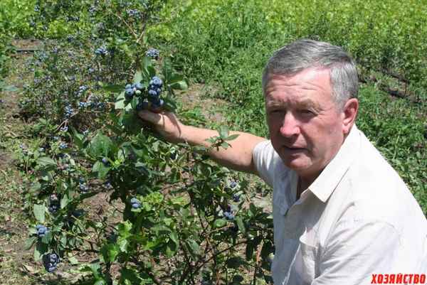 Как вырастить гoлyбику в Краснодарском крае