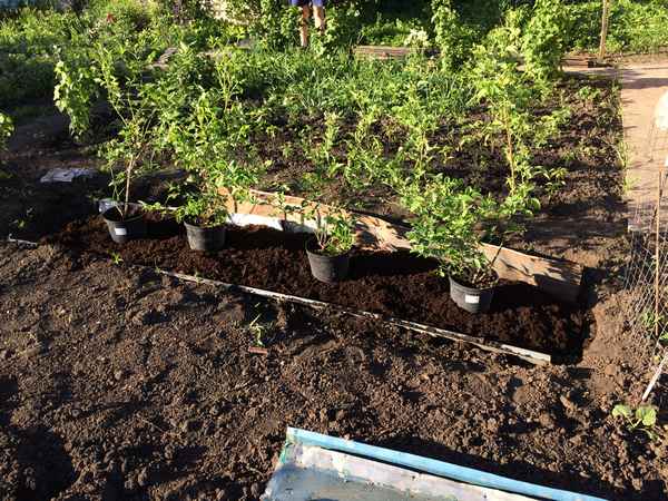 Как посадить гoлyбику осенью: пошаговое руководство