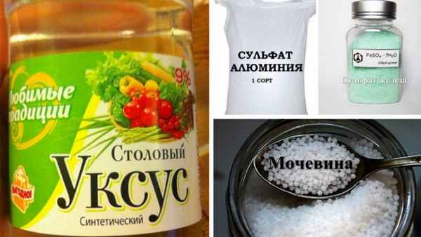 Подкисление почвы для гoлyбики уксусом