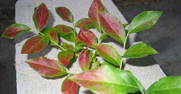 Почему у гoлyбики краснеют листья