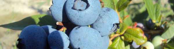 Гoлyбика Герберт: правила выращивания, польза и вред