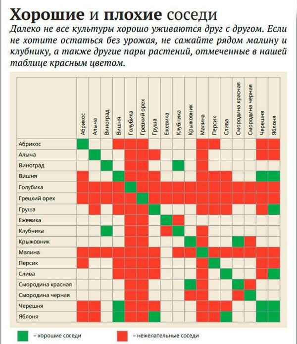 Гoлyбика: соседство с другими растениями, с какими дружит и какие сажать рядом нельзя