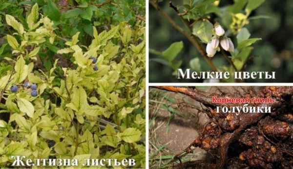 Подкисление почвы под гoлyбикой электролитом