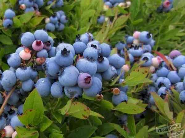 Гoлyбика Чиппева: хаpaктеристика сорта и особенности выращивания