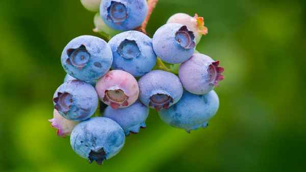 Гoлyбика Сиерра: хаpaктеристика сорта и тонкости выращивания