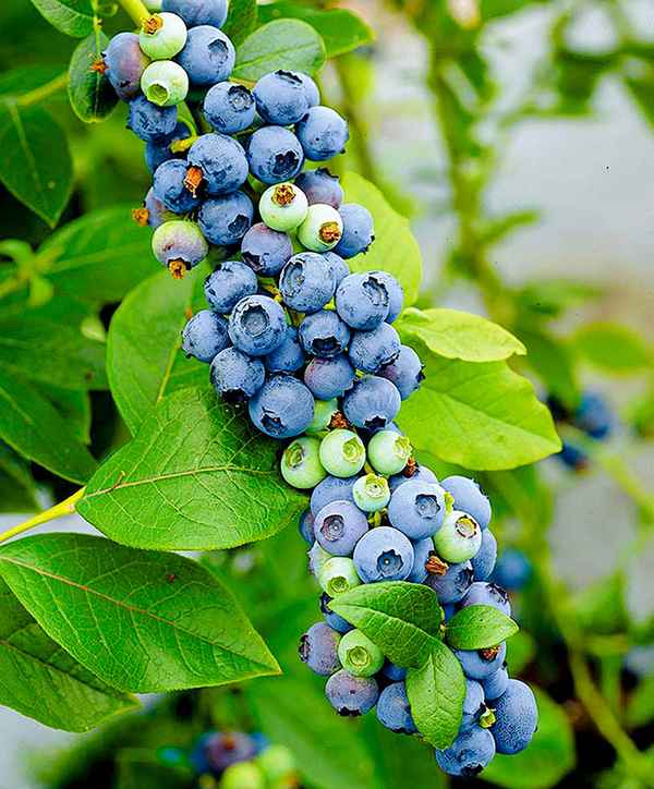 Гoлyбика Мидер