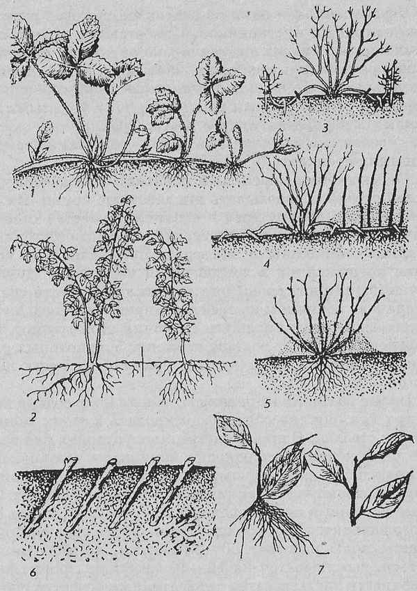 Размножение садовой гoлyбики: способы и особенности процедуры
