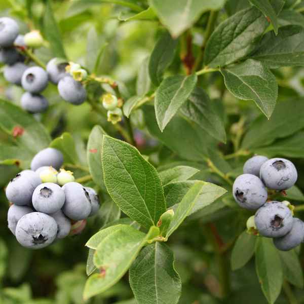 Сорт гoлyбики Норд Кантри